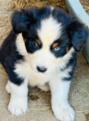 Les chiots de Berger Australien