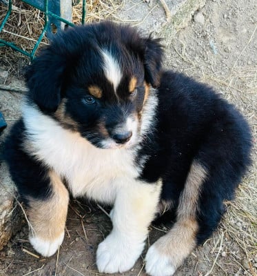 Les chiots de Berger Australien