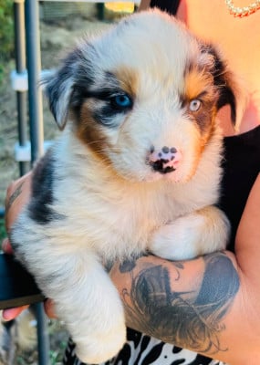 Les chiots de Berger Australien