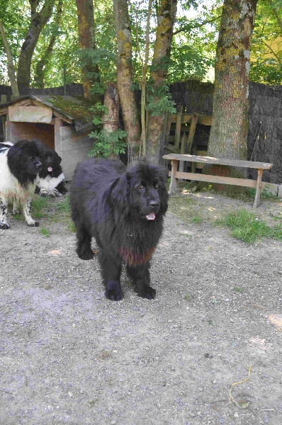 Publication : Des lutins noirs aux yeux d'amour