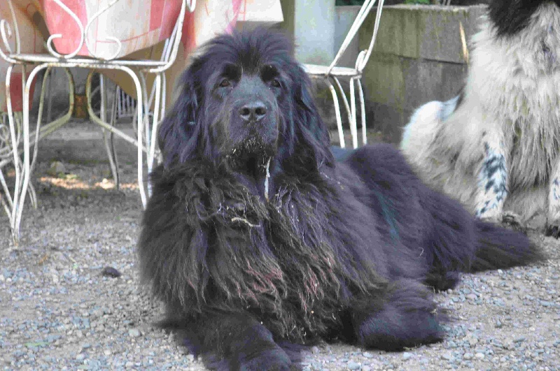 Publication : Des lutins noirs aux yeux d'amour