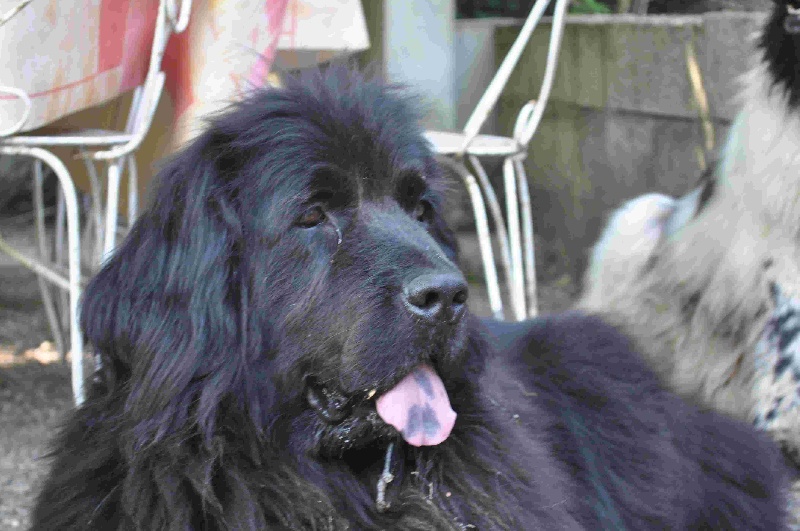 Publication : Des lutins noirs aux yeux d'amour