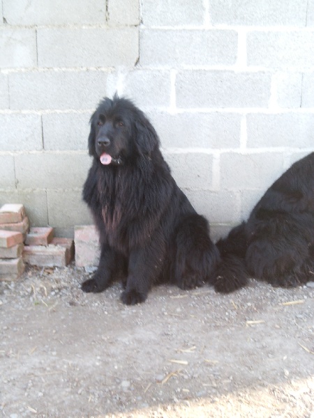 Publication : Des lutins noirs aux yeux d'amour