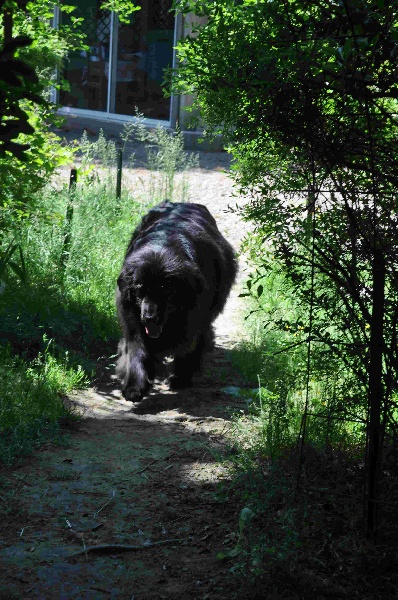 Publication : Des lutins noirs aux yeux d'amour