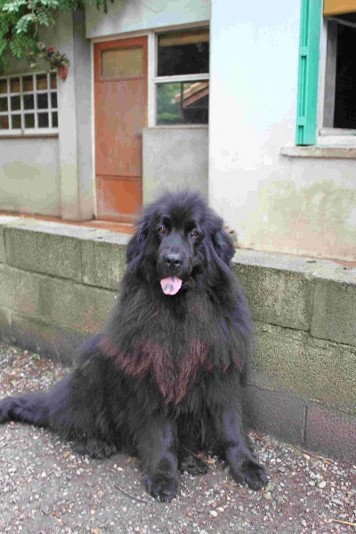 Publication : Des lutins noirs aux yeux d'amour