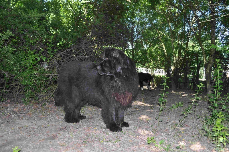 Publication : Des lutins noirs aux yeux d'amour