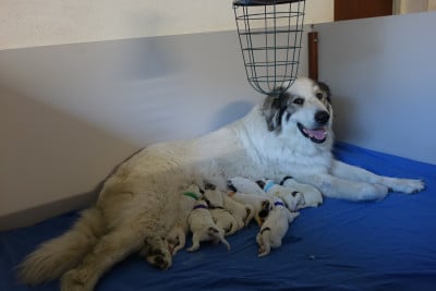 Les chiots de Chien de Montagne des Pyrenees
