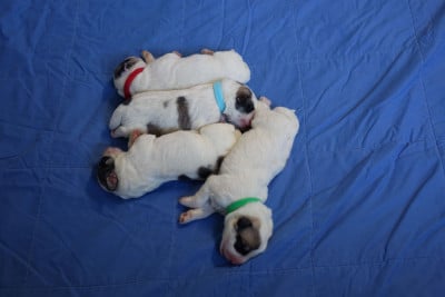 Les chiots de Chien de Montagne des Pyrenees