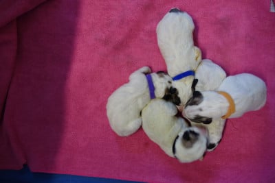 Les chiots de Chien de Montagne des Pyrenees