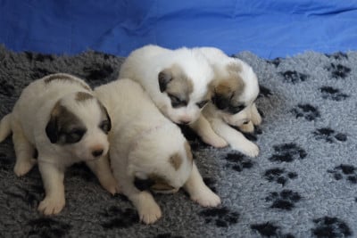 Les chiots de Chien de Montagne des Pyrenees