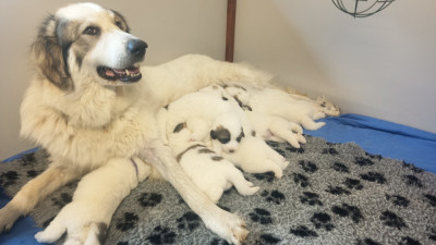 Les chiots de Chien de Montagne des Pyrenees
