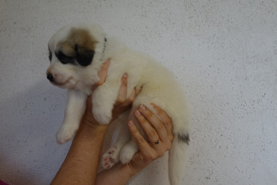 Les chiots de Chien de Montagne des Pyrenees