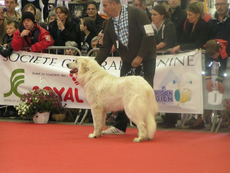 CH. Dukez-anne Du domaine des ducs de bretagne - 1 ère EXCELLENT, CACIB et meilleure de race