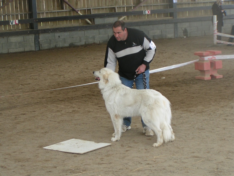CH. Dukez-anne Du domaine des ducs de bretagne - 1 ère excellent classe champion ,meilleur femelle montagne