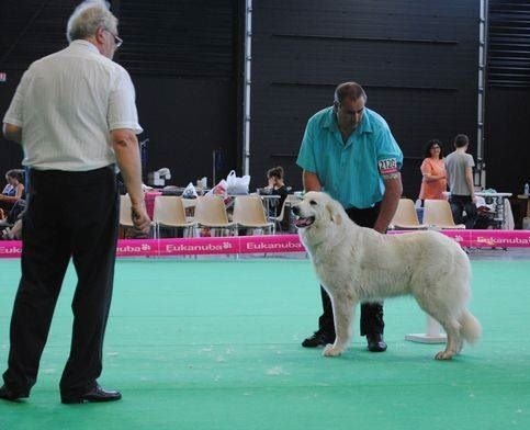 CH. Dukez-anne Du domaine des ducs de bretagne - 4ème classe ouverte