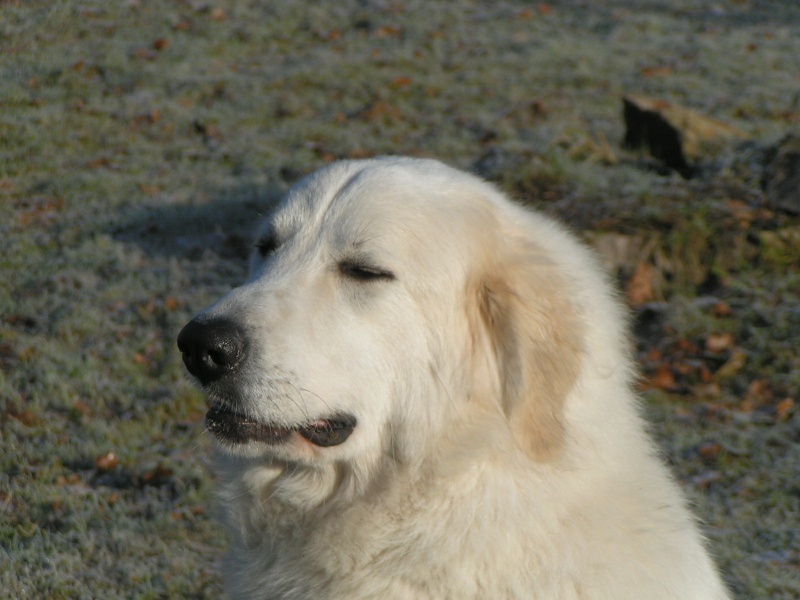 CH. Dukez-anne Du domaine des ducs de bretagne - CACIB et meilleur de race