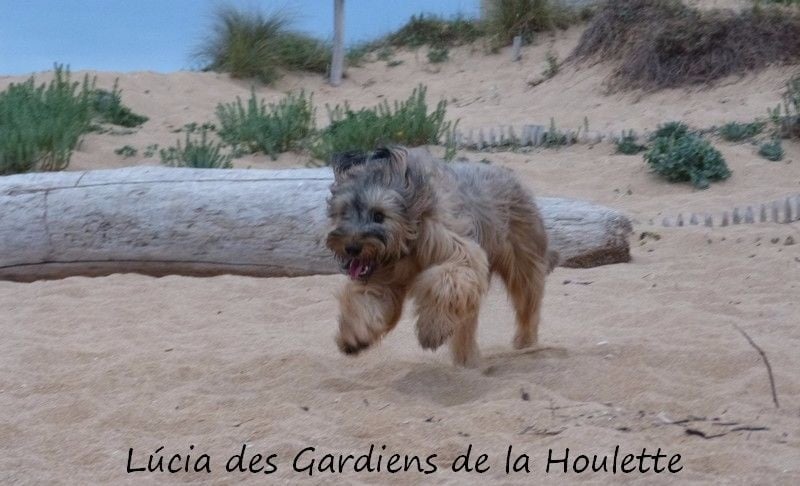 CH. Lúcia Des Gardiens de la Houlette