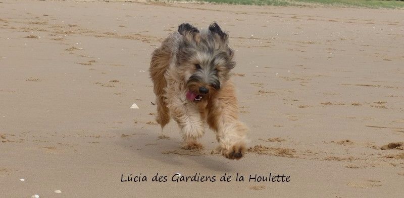 CH. Lúcia Des Gardiens de la Houlette