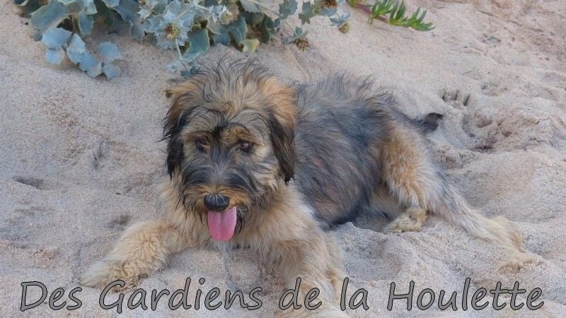 CH. Lúcia Des Gardiens de la Houlette