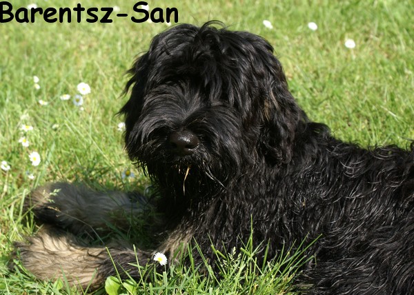 Barentsz-san Des Gardiens de la Houlette