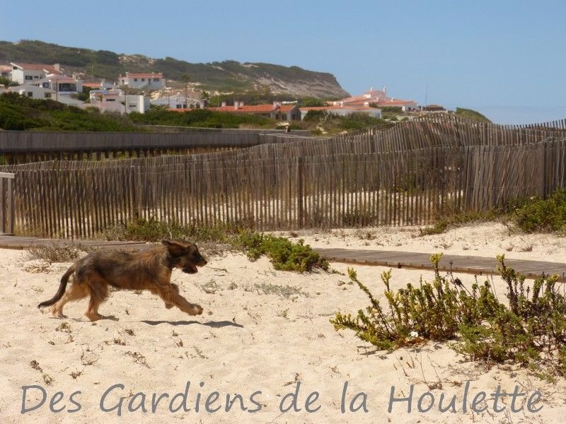 CH. Lúcia Des Gardiens de la Houlette