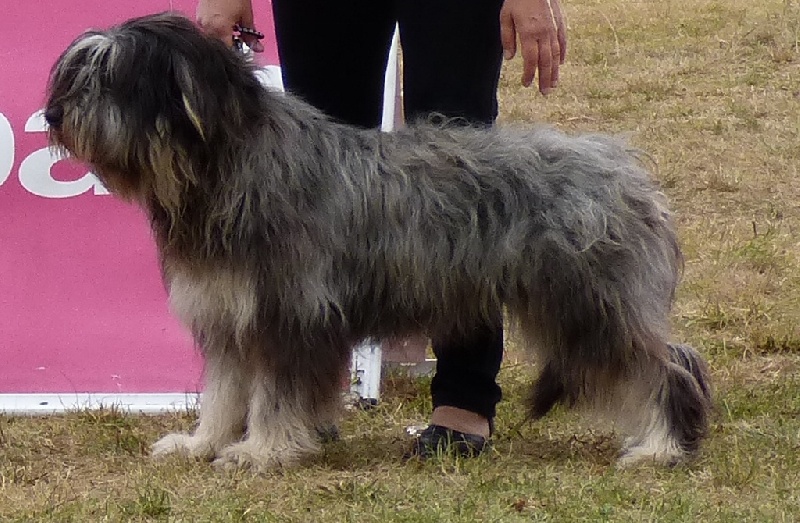 Houlette Des Gardiens de la Houlette