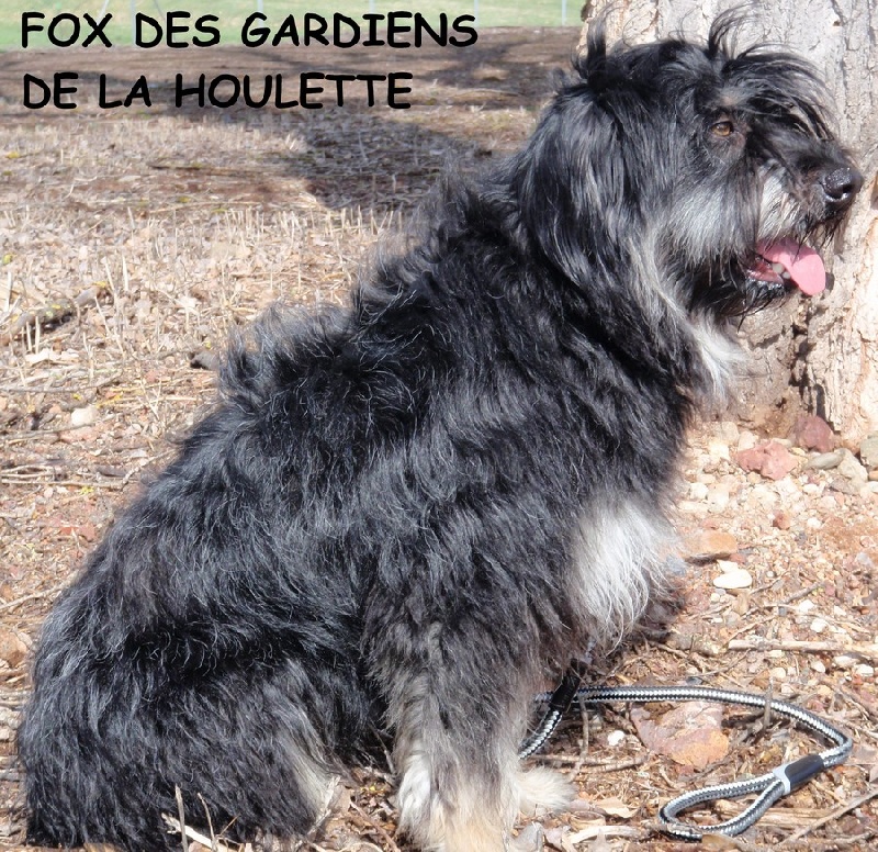 Fox Des Gardiens de la Houlette