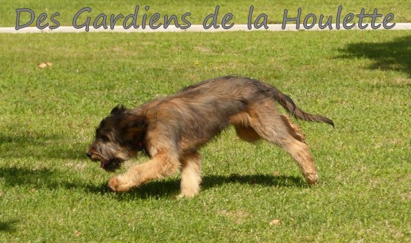CH. Lúcia Des Gardiens de la Houlette