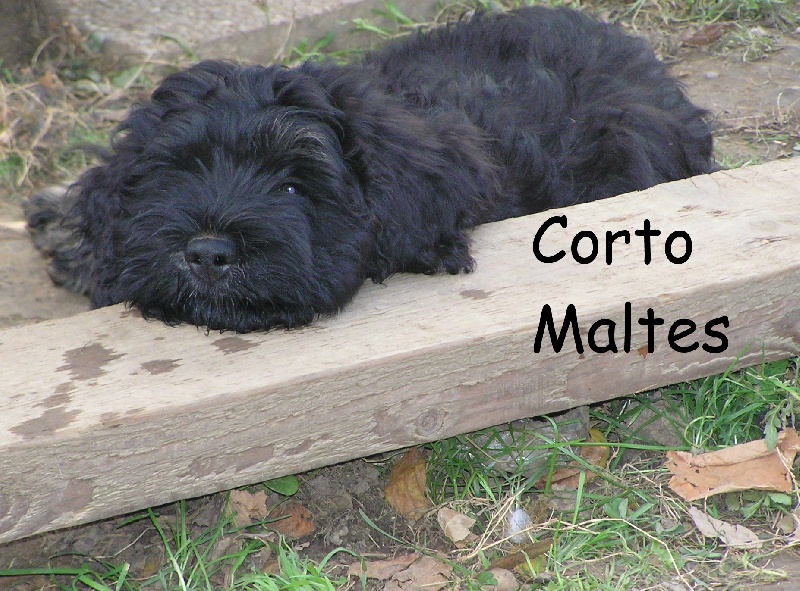 Corto maltes Des Gardiens de la Houlette