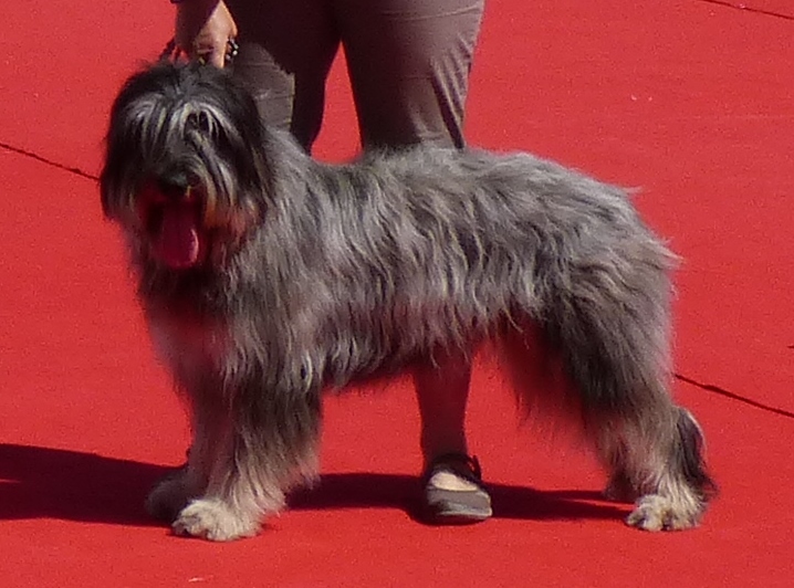 Houlette Des Gardiens de la Houlette