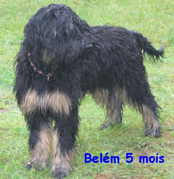CH. Belém Des Gardiens de la Houlette