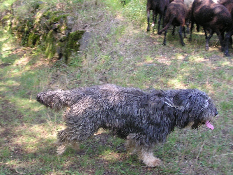 Boné Do monte da bica