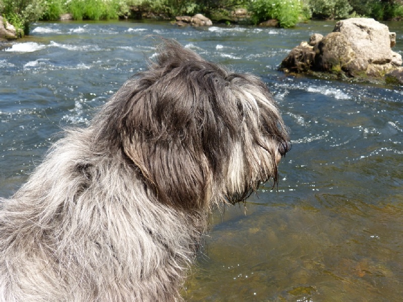 Houlette Des Gardiens de la Houlette