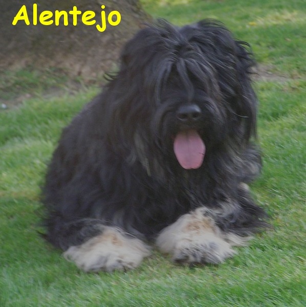CH. Alentejo dit léo Des Gardiens de la Houlette