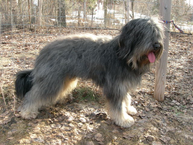 CH. Uuno Des Gardiens de la Houlette