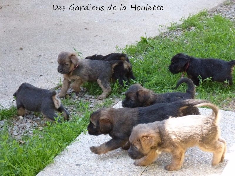 chiot Berger de la Serra de Aires Des Gardiens de la Houlette