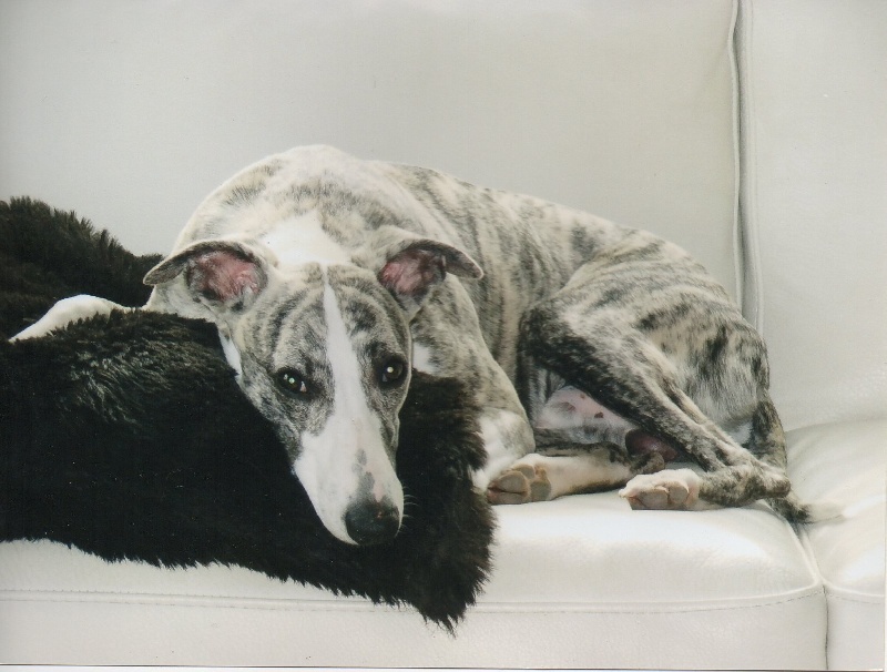 Publication : des Carmauries Auteur : les carmauries