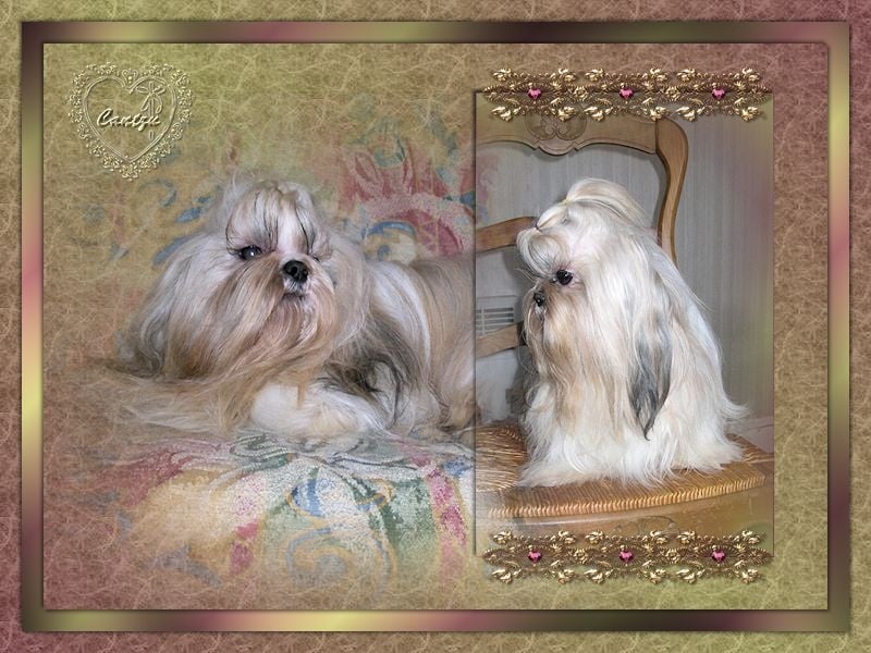 Shangai de Cybèle des Can'tzu