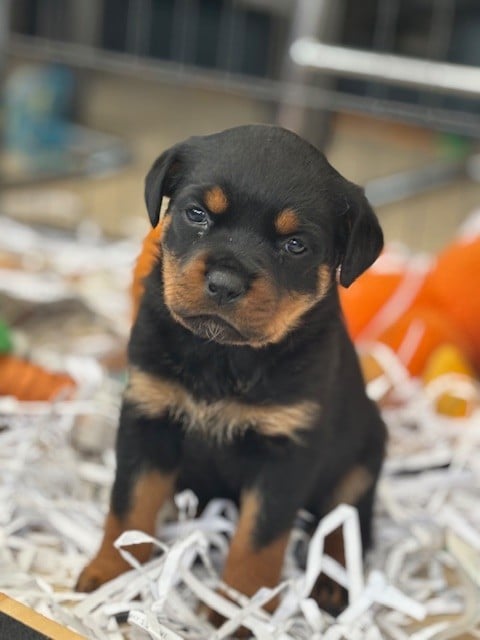 Rottweiler - Du domaine saint martin