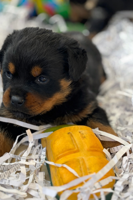 Rottweiler - Du domaine saint martin