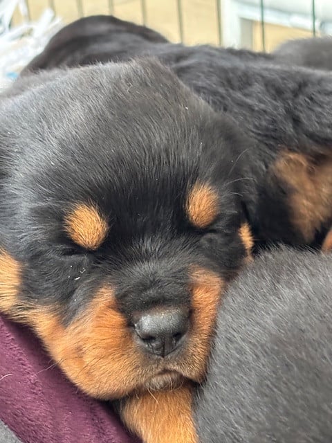 Chiot N°3 - Rottweiler