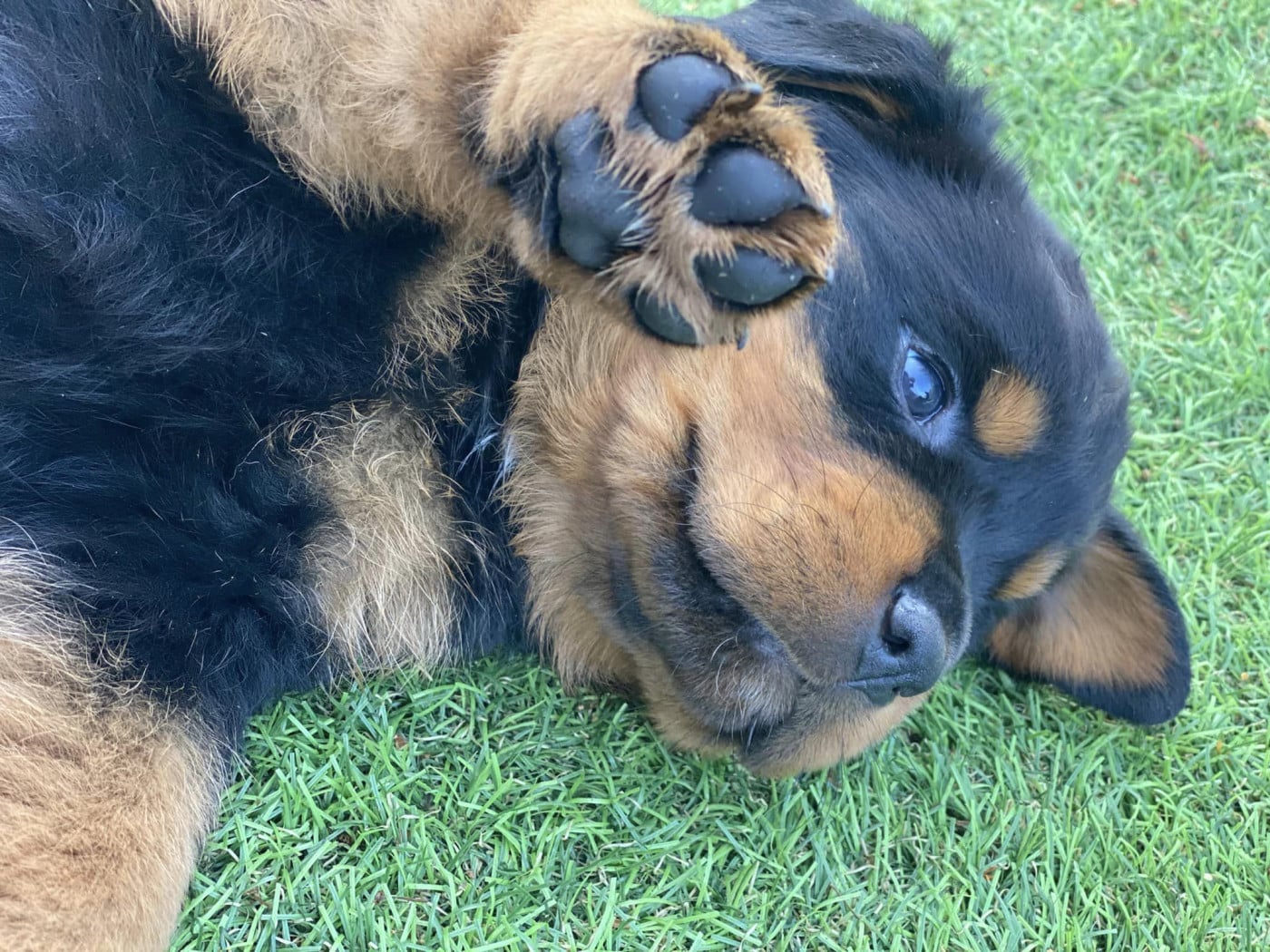 Chiot N°7 - Rottweiler