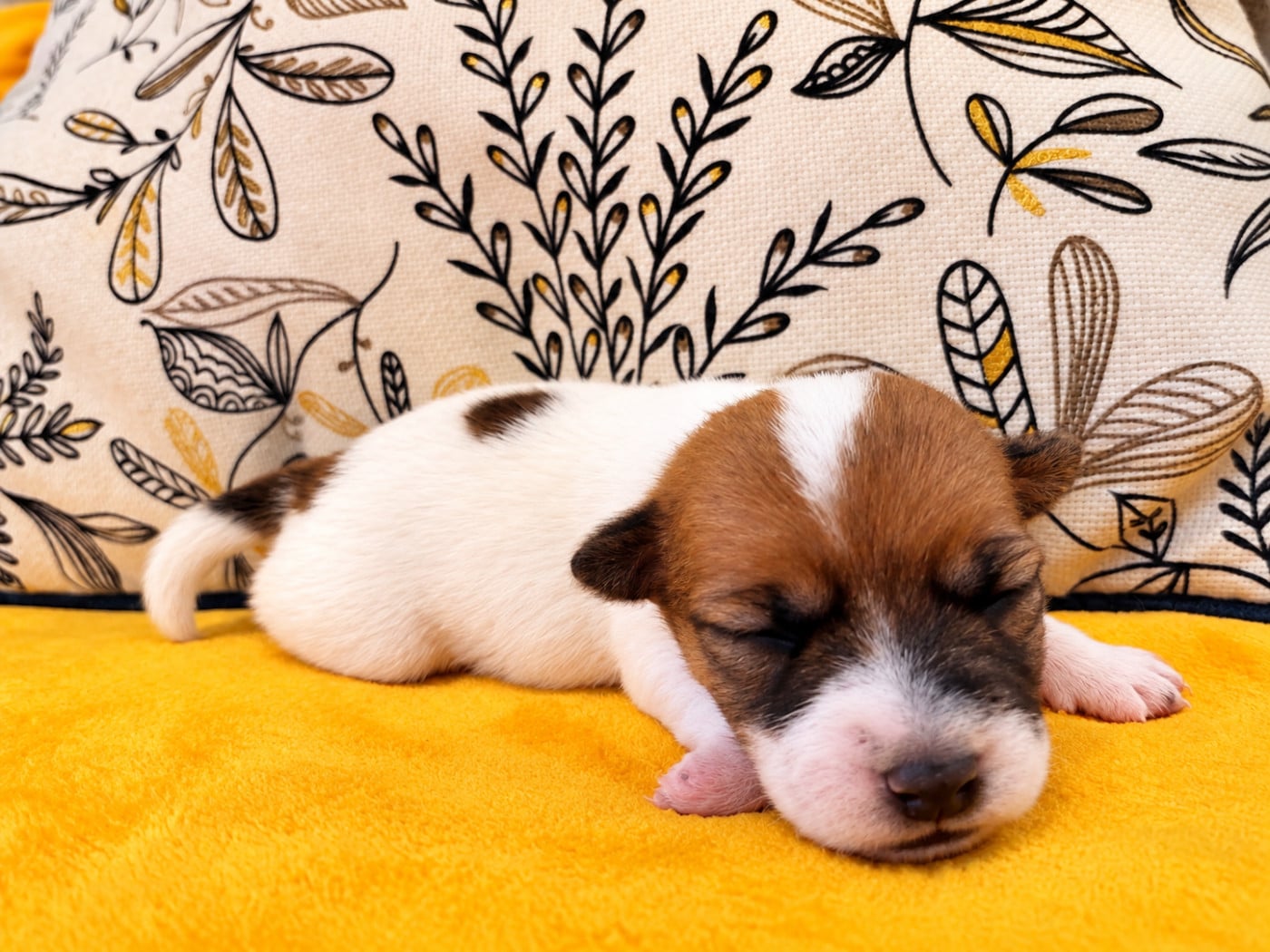 Birkin - Jack Russell Terrier