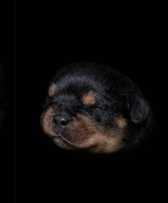 Les chiots de Rottweiler