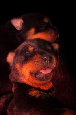Les chiots de Rottweiler