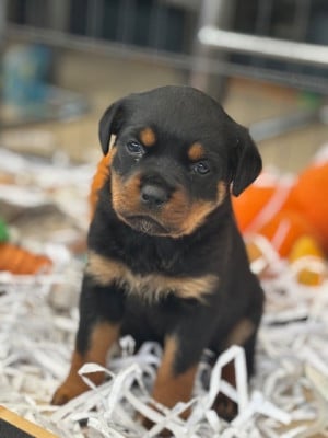 Les chiots de Rottweiler