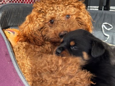 Les chiots de Rottweiler