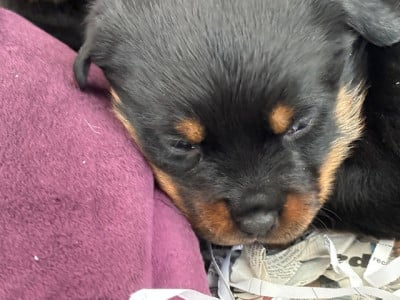 Les chiots de Rottweiler