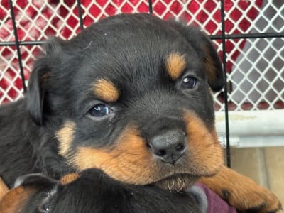 Chiot N°2 - Rottweiler