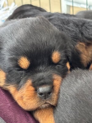 Chiot N°3 - Rottweiler